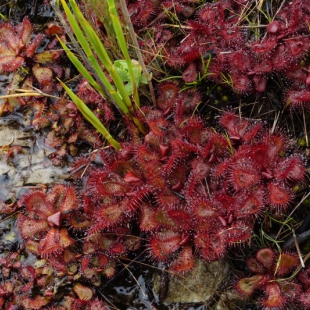 Drosera slachii